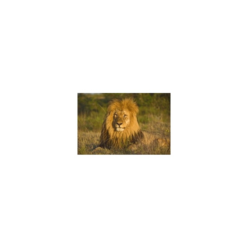 Lion* Lion*