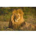 Lion* Lion*