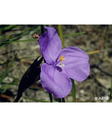 Bush Iris