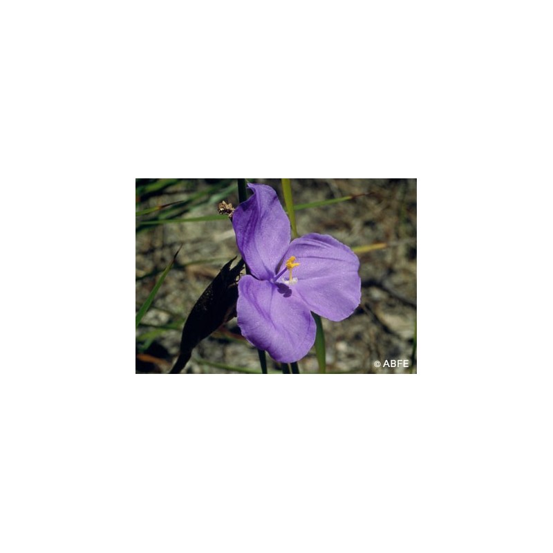 Bush Iris