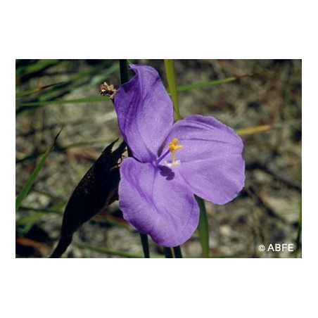 Bush Iris