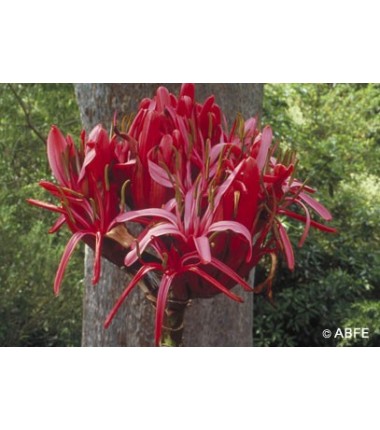 Gymea Lily