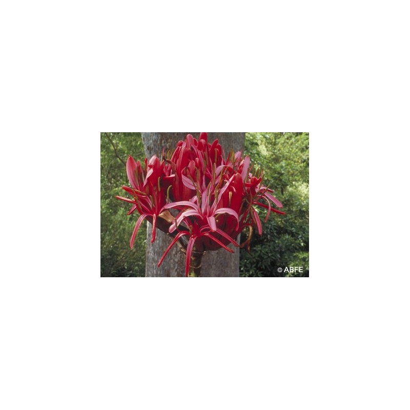 Gymea Lily Gymea Lily