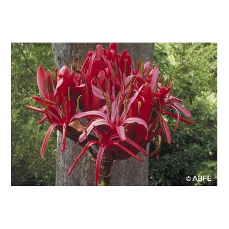 Gymea Lily