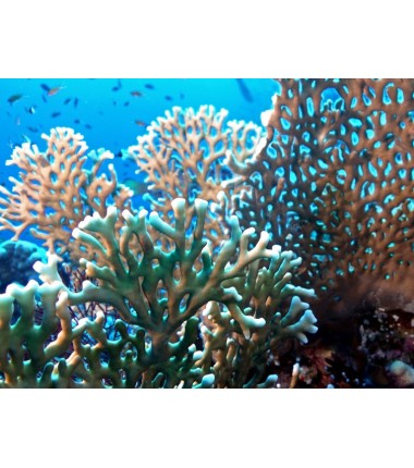 Corail de Feu*