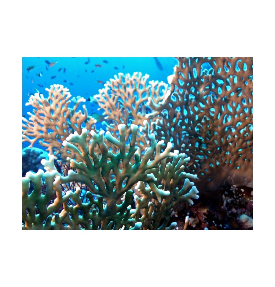 Corail de Feu (Fire Coral) élixir