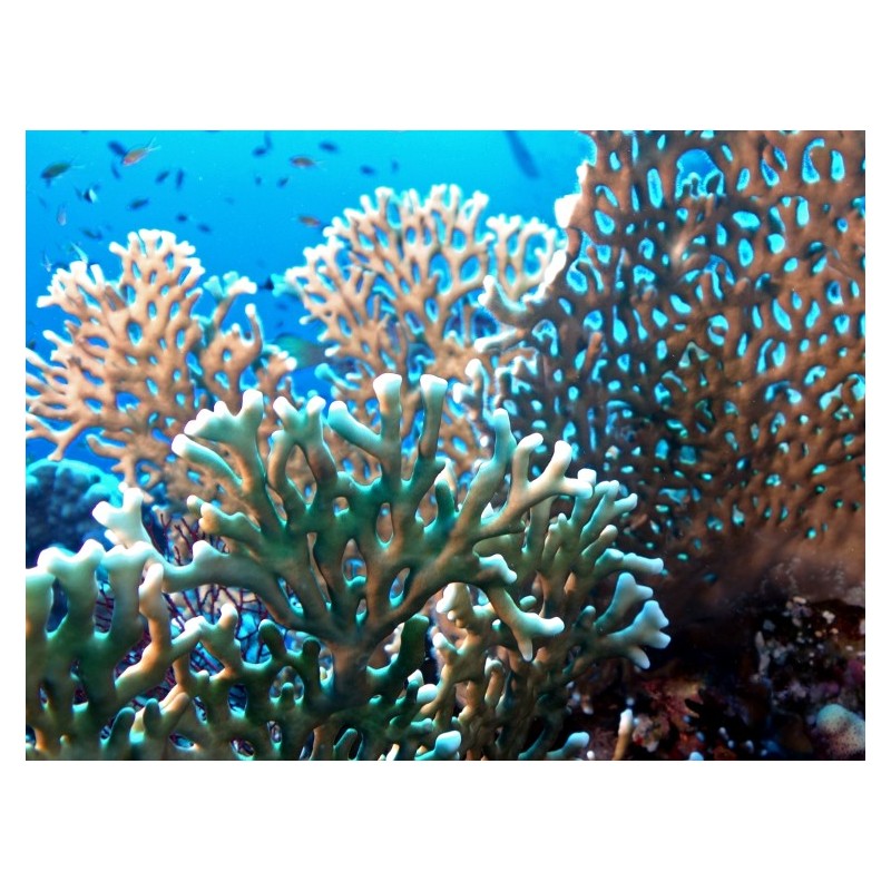 Corail de Feu (Fire Coral)* Corail de Feu (Fire Coral)*