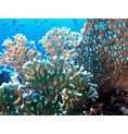 Corail de Feu (Fire Coral)* Corail de Feu (Fire Coral)*