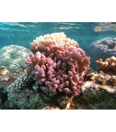 Corail Digitiforme (Hood Coral)*