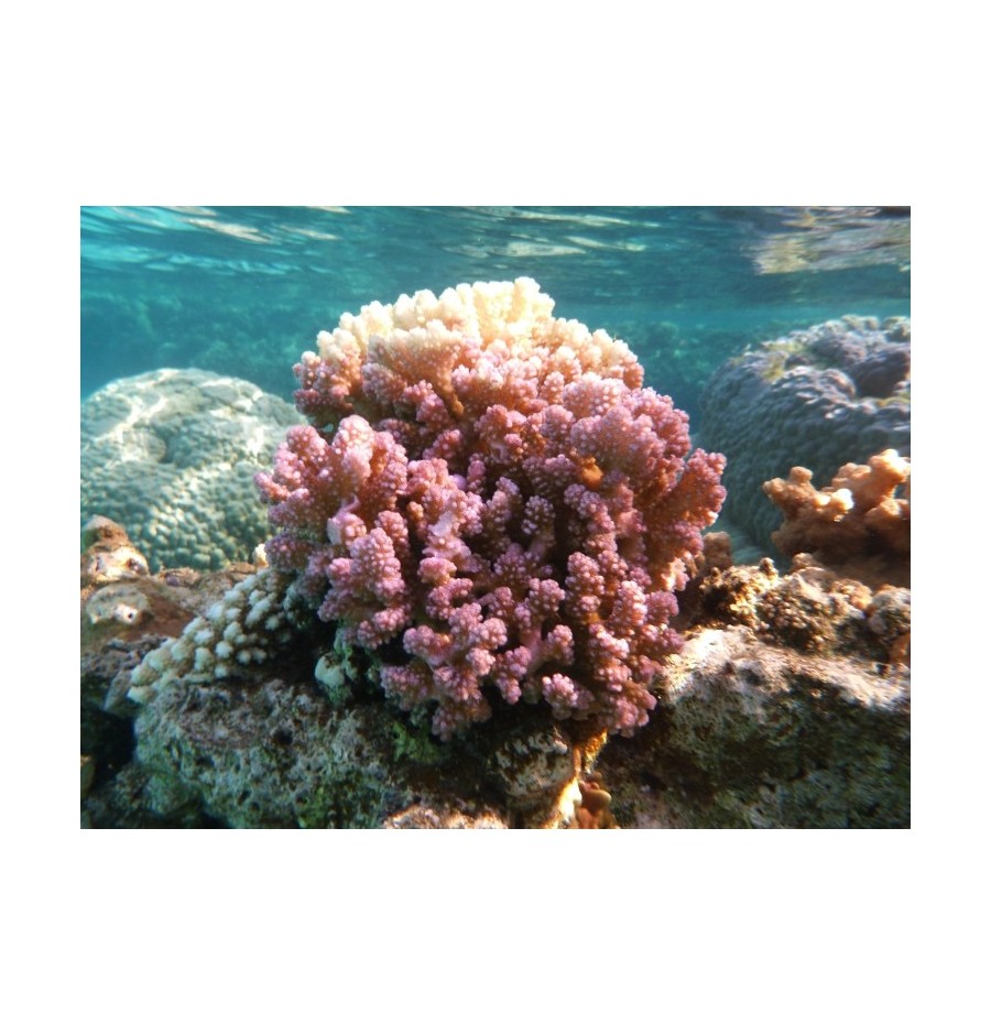 Corail Digitiforme (Hood Coral) élixir