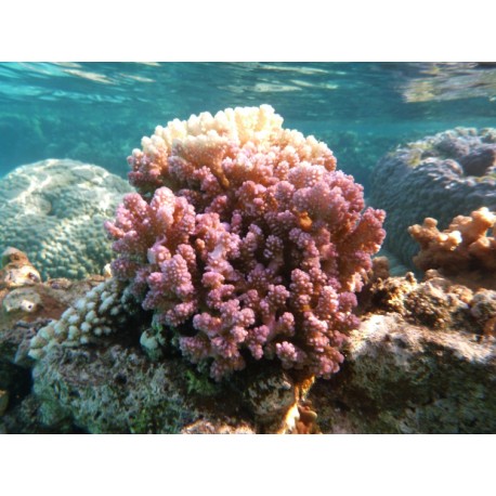 Corail Digitiforme (Hood Coral)*