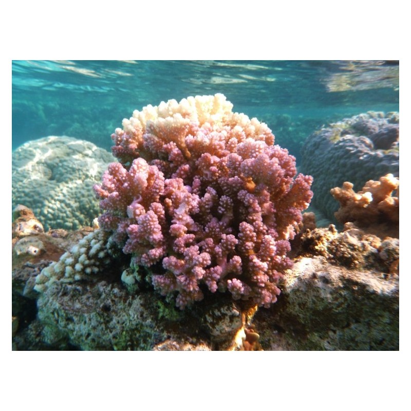 Corail Digitiforme (Hood Coral)*