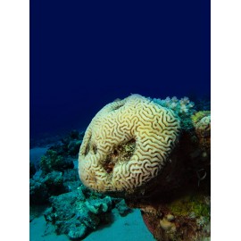 Corail Cerveau (Brain Coral)*