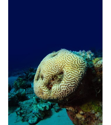 Corail Cerveau (Brain Coral)*