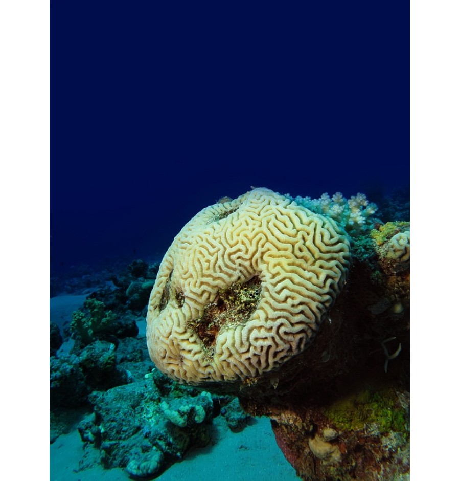Corail Cerveau (Brain Coral) élixir