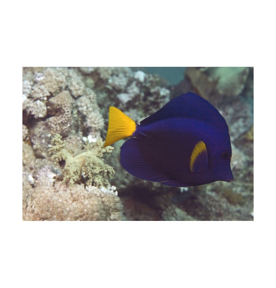 Poisson Ange Royal (Angel Fish) élixir