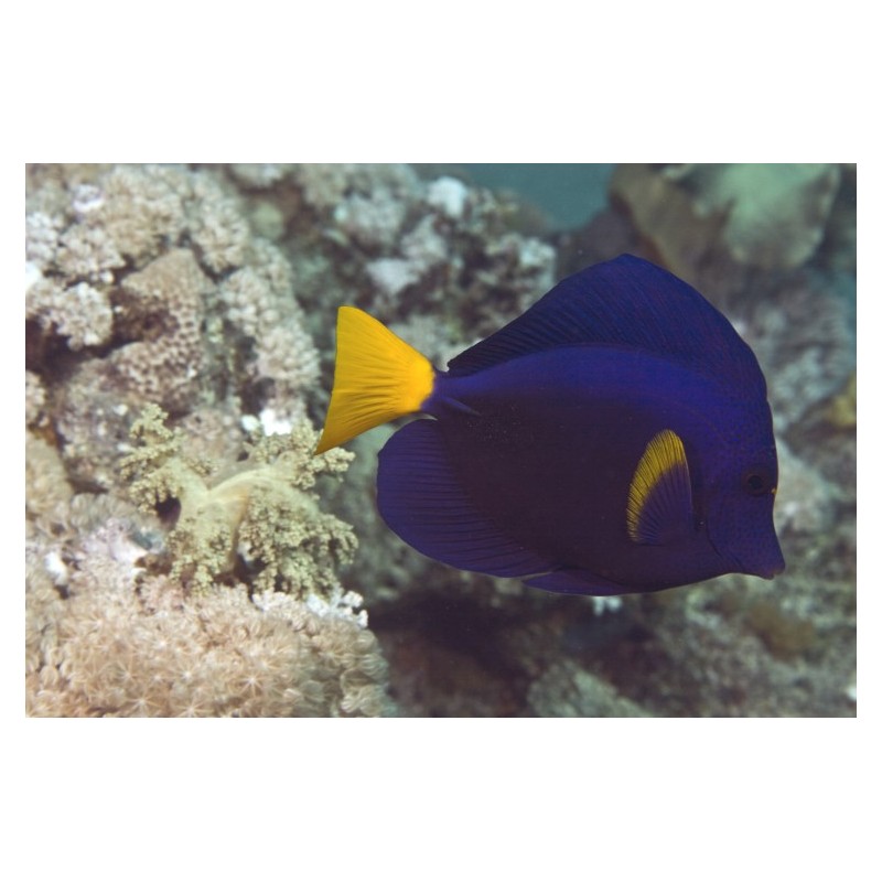 Poisson Ange Royal (Angel Fish)* Poisson Ange Royal (Angel Fish)*