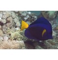 Poisson Ange Royal (Angel Fish)* Poisson Ange Royal (Angel Fish)*