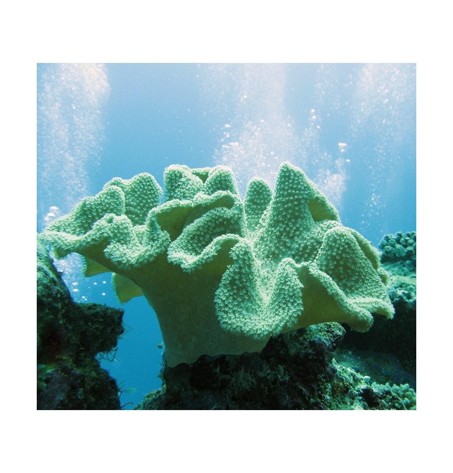 Corail de Cuir (Soft coral)*