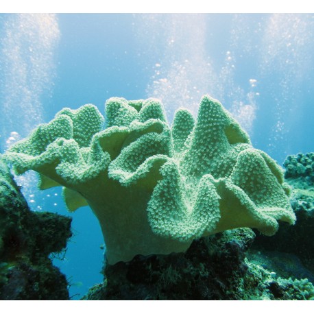 Soft Coral (Corail de Cuir)*