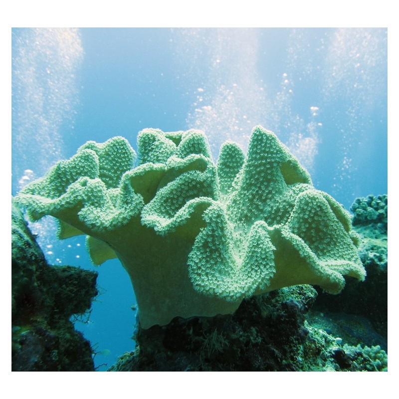 Soft Coral (Corail de Cuir)*