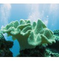 Soft Coral (Corail de Cuir)* Soft Coral (Corail de Cuir)*