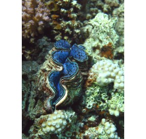 Bénitier Commun (Tridacne géant)*