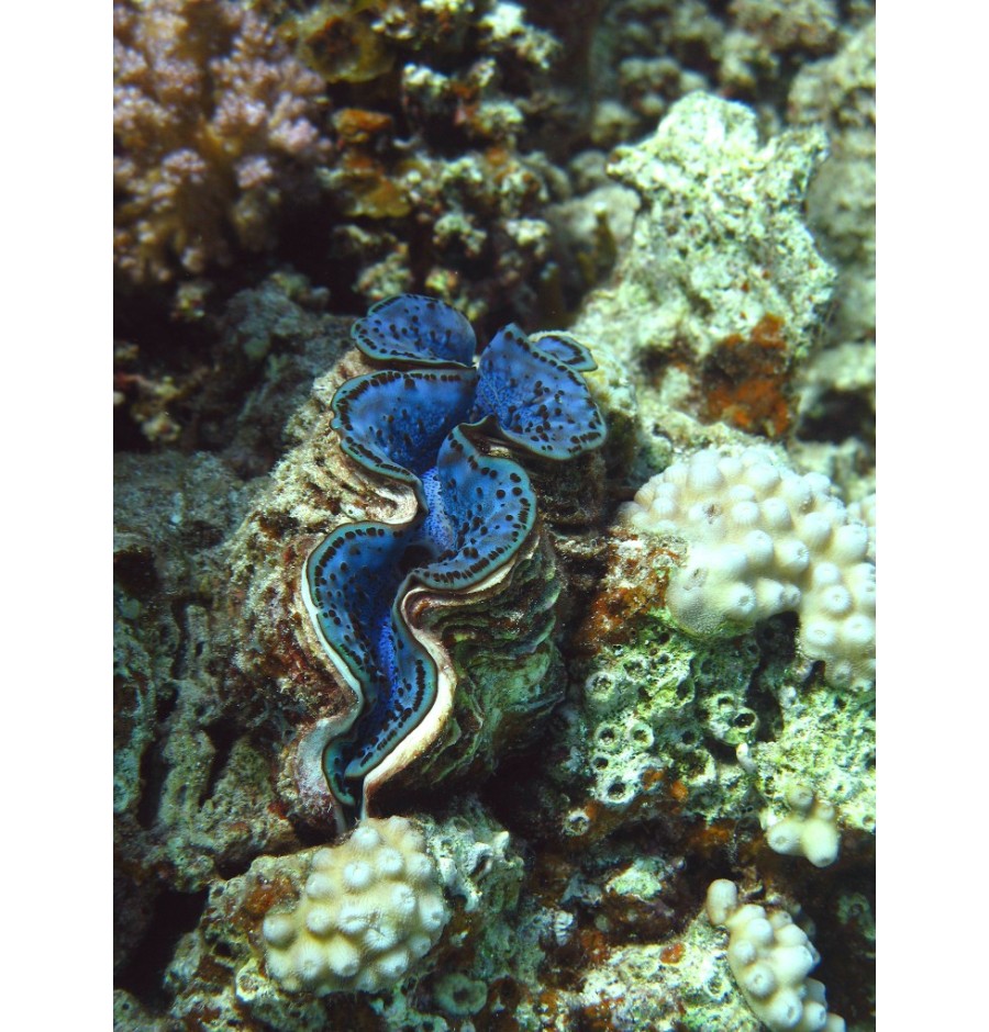 Bénitier Commun (Tridacne géant) élixir