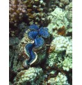Bénitier Commun (Tridacne géant)* Bénitier Commun (Tridacne géant)*