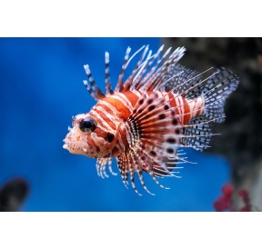 Rascasse Volante (Lionfish)*