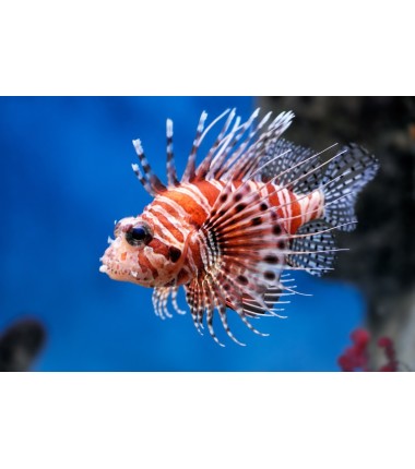 Rascasse Volante (Lionfish)*