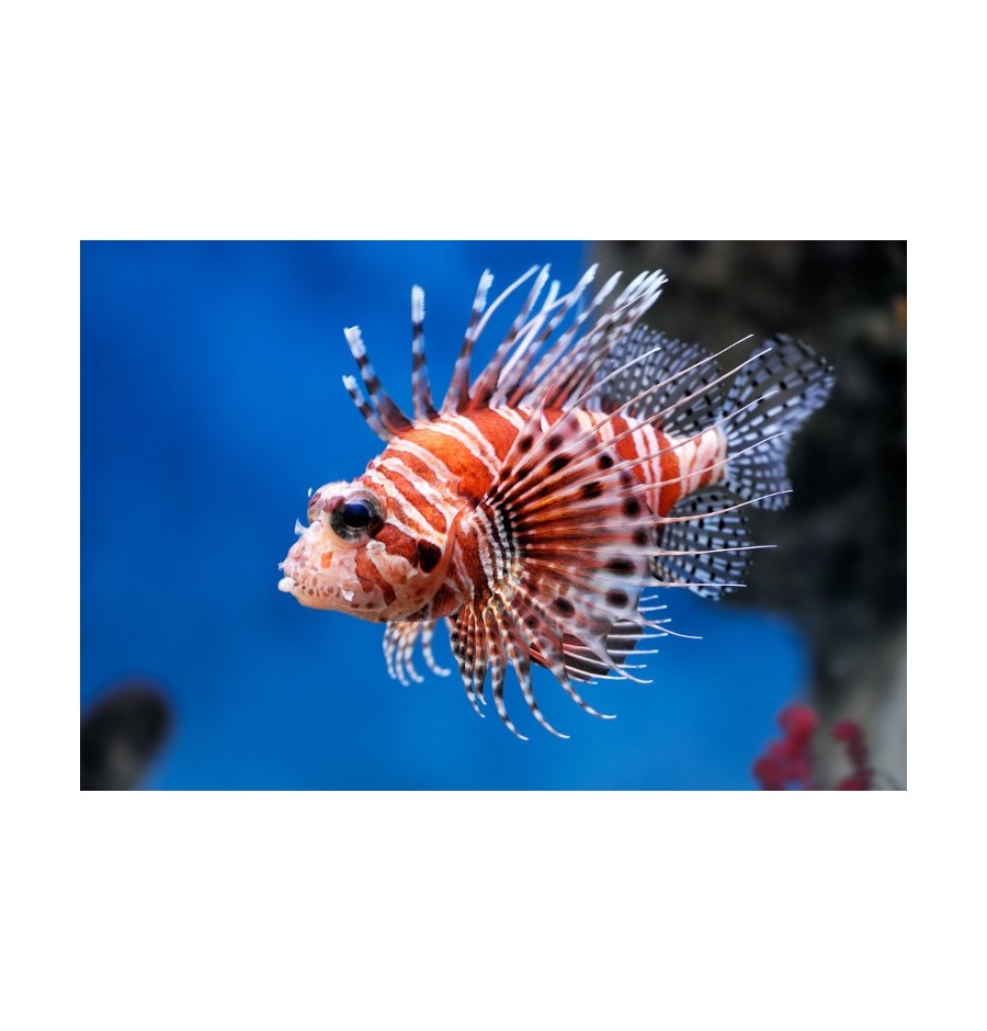 Rascasse Volante (Lionfish) élixir
