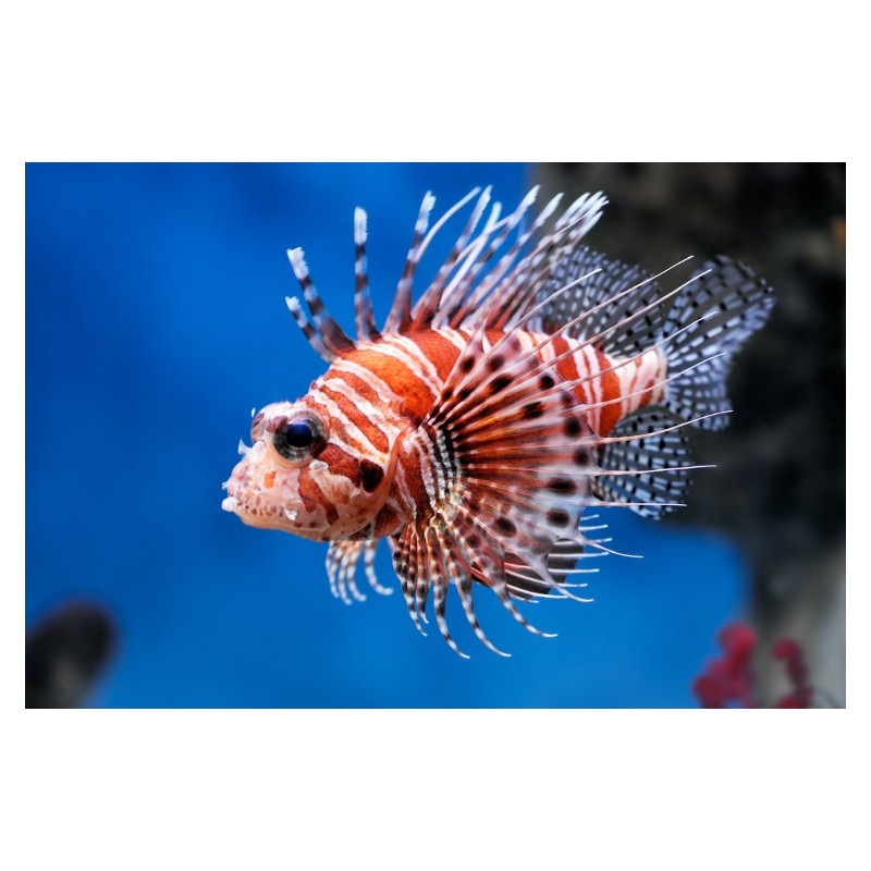 Rascasse Volante (Lionfish)* Rascasse Volante (Lionfish)*