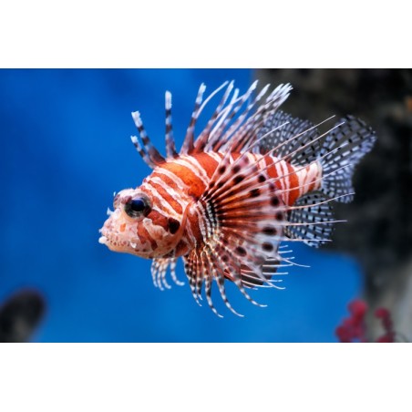 Rascasse Volante (Lionfish)*