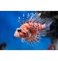 Rascasse Volante (Lionfish)* Rascasse Volante (Lionfish)*