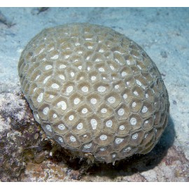 Transverse Coral (Favite)*