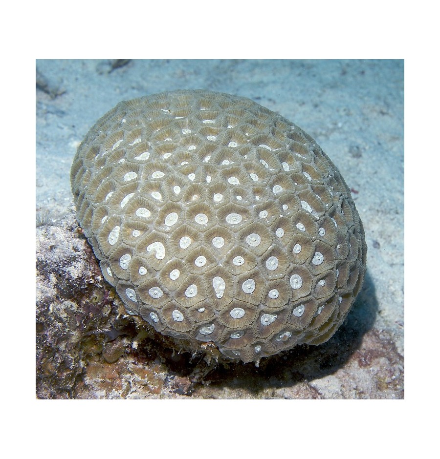 Favite (Transverse Coral )*