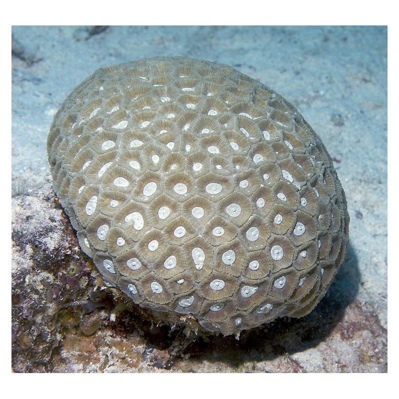 Transverse Coral (Favite)* Transverse Coral (Favite)*