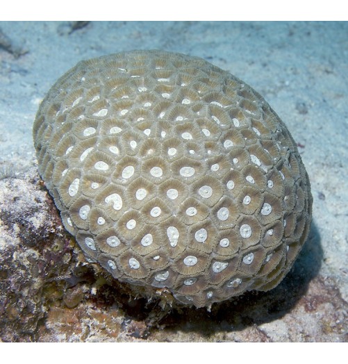 Transverse Coral (Favite)*