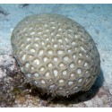Transverse Coral (Favite)*