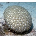 Transverse Coral (Favite)* Transverse Coral (Favite)*