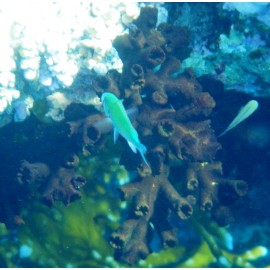 Corail Arbuscule (Corail Dendro)*