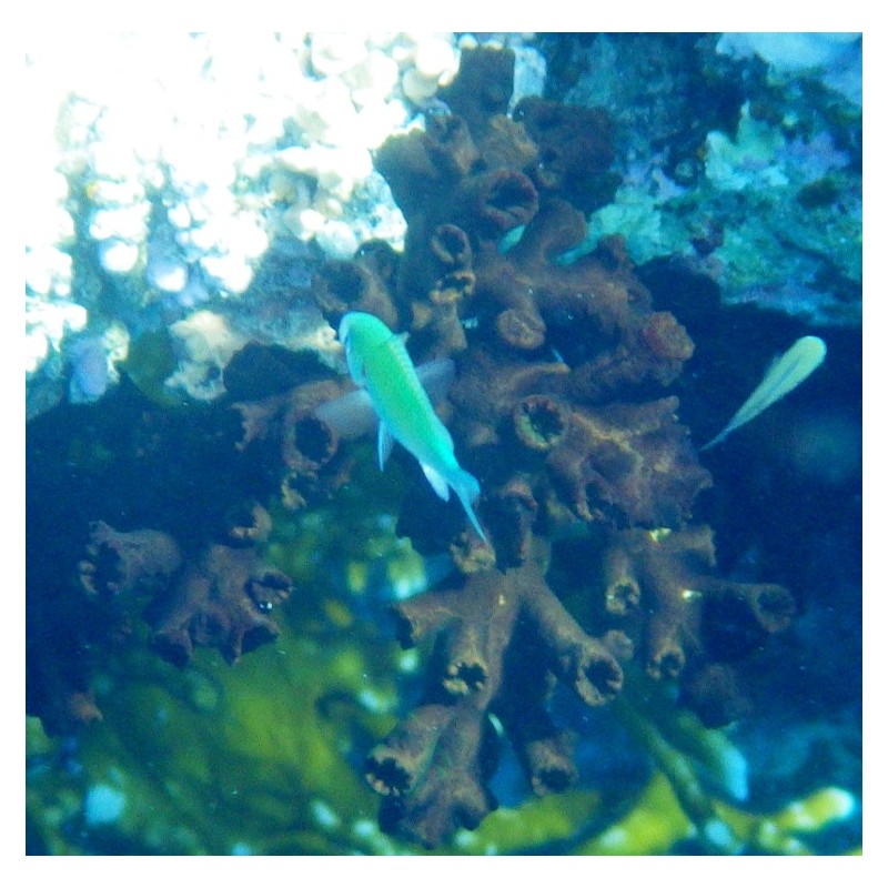 Corail Arbuscule (Corail Dendro)* Corail Arbuscule (Corail Dendro)*
