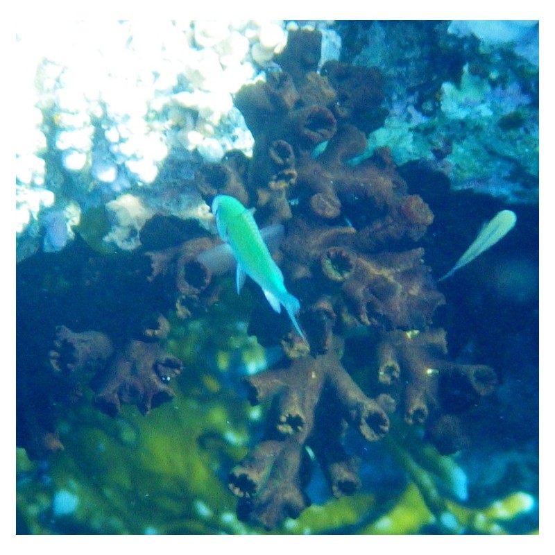 Corail Arbuscule (Corail Dendro)*