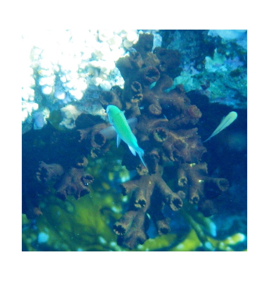 Corail Dendro (Corail Arbuscule)*