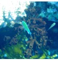 Corail Arbuscule (Corail Dendro)* Corail Arbuscule (Corail Dendro)*