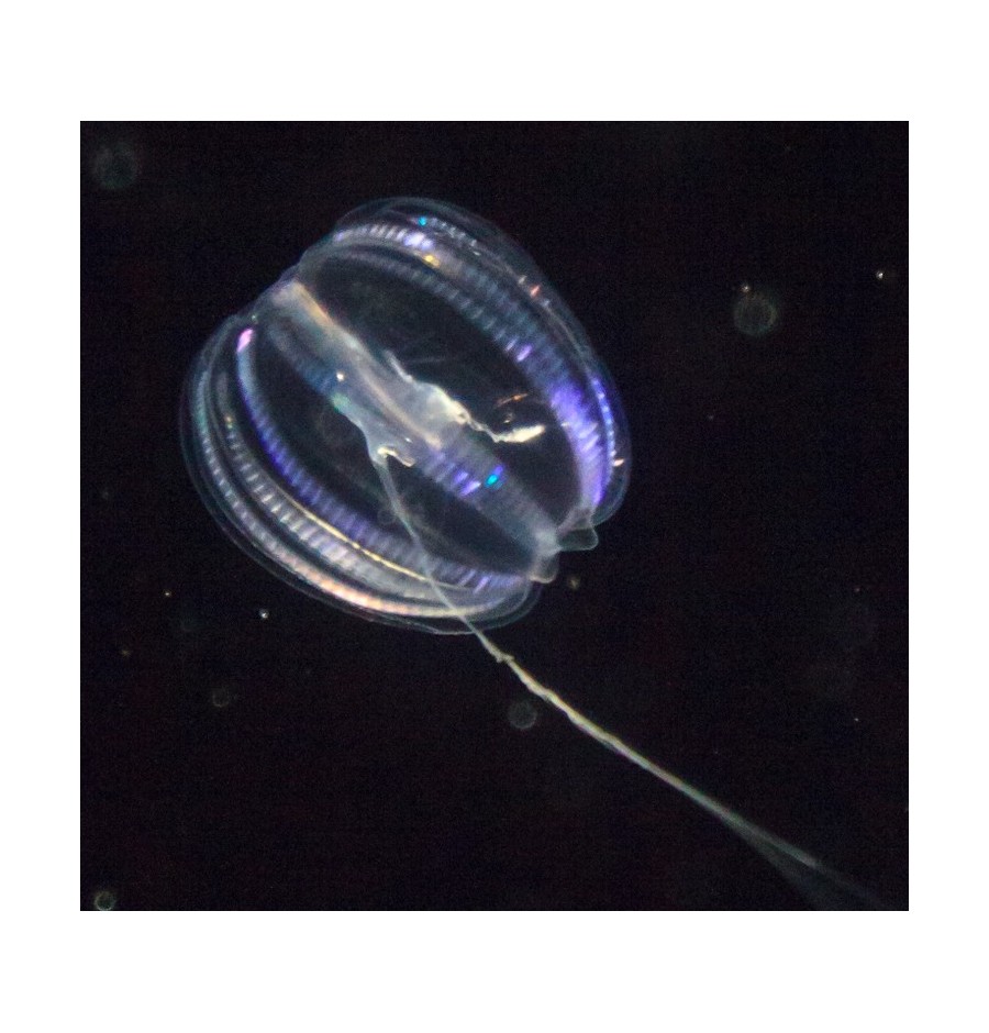 Groseille de mer (Comb Gelly) élixir