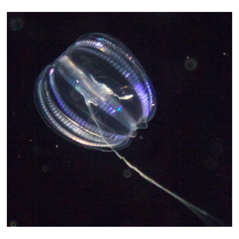 Groseille de mer (Comb Gelly)* Groseille de mer (Comb Gelly)*