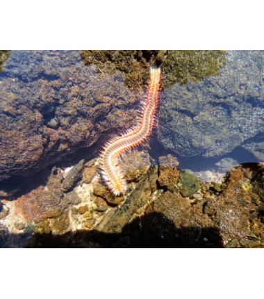 Ver de Feu Barbu (Bearded Fireworm)*