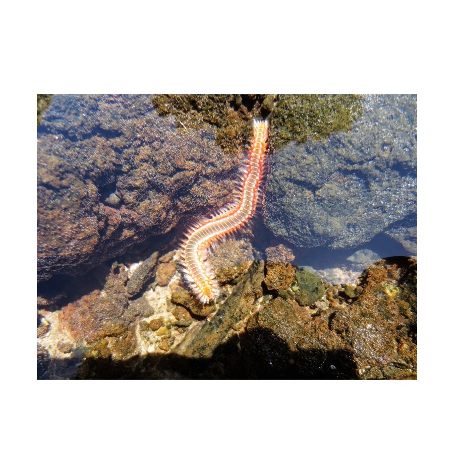 Ver de Feu Barbu (Bearded Fireworm) élixir